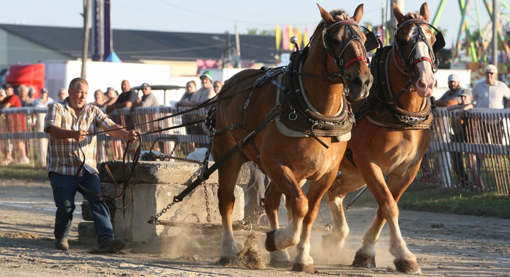 Heavy Horse Pull - Sutton Fair and Horse Show