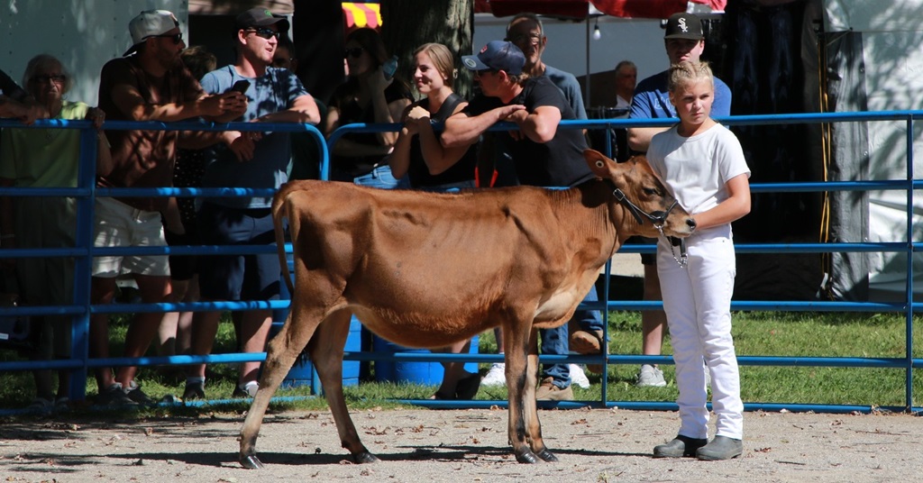 Cattle Judging - Forest Fall Fair