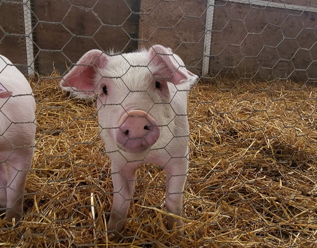 Pig Pen - Harriston-Minto Fall Fair