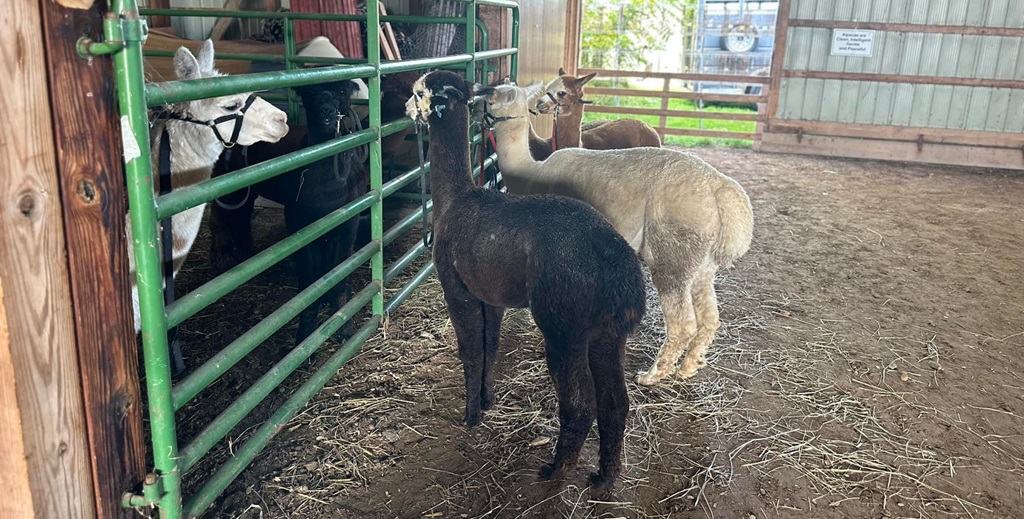 Llamas - Howick-Turnberry Fall Fair