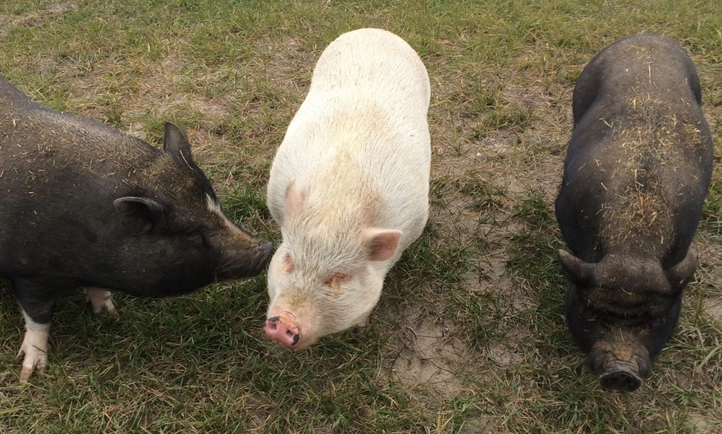 Pig Show - Kenora Fair