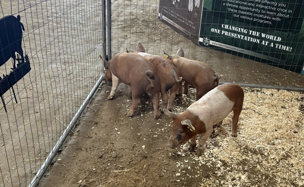 Pig Pen - Lansdowne Fair