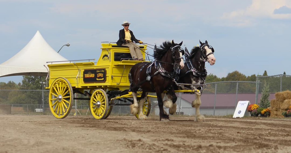 Two Horse Hitch Wagon - Lindsay Exhibition