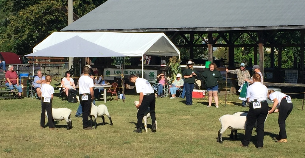Sheep Show - Maberly Fair