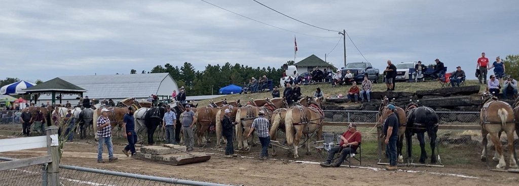 Heavy Horse Pull - Madoc Fair