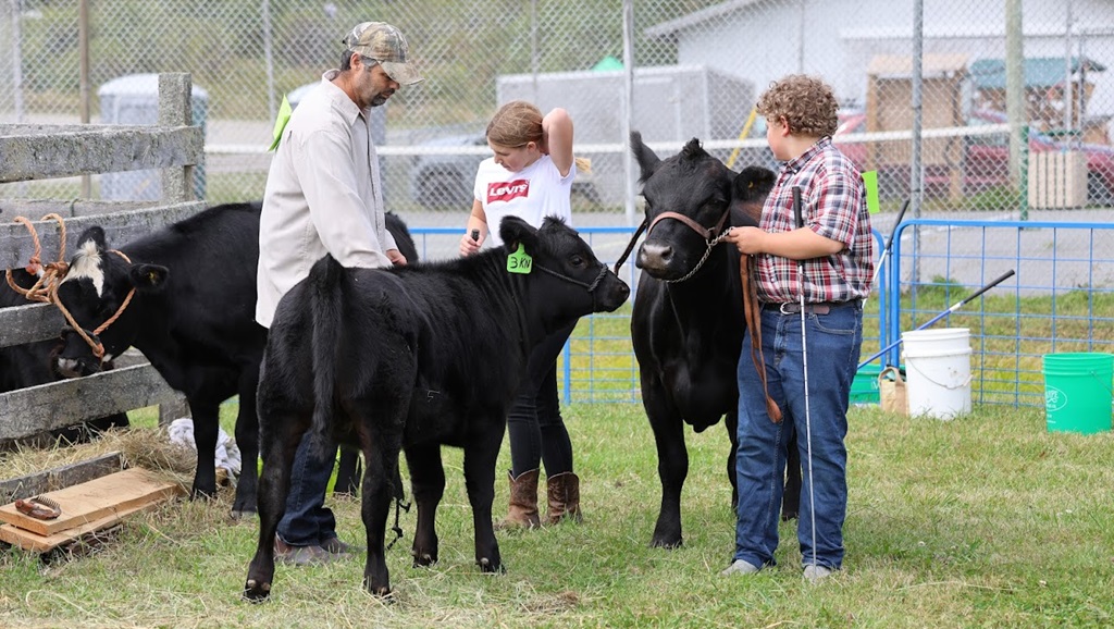 Cattle Show - Manitowaning Fair