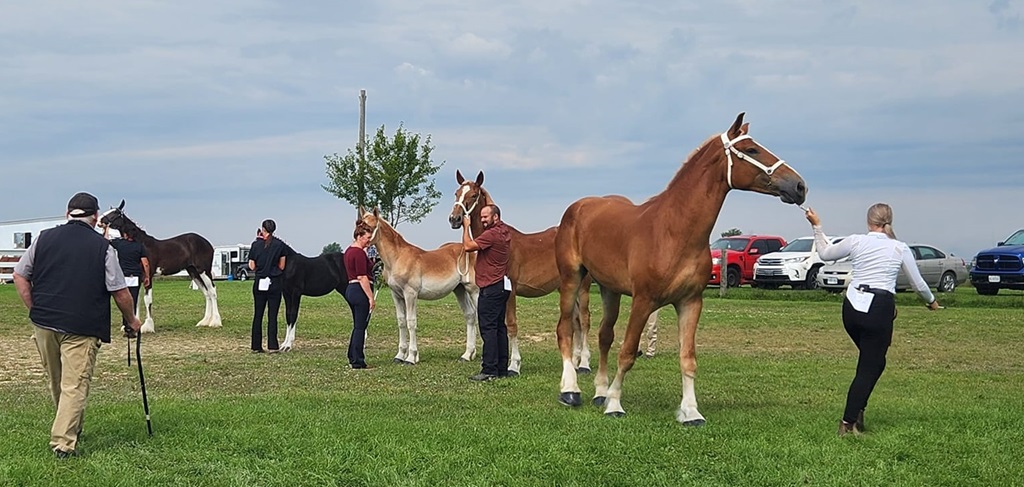 Horse Show - Plympton-Wyoming Fall Fair