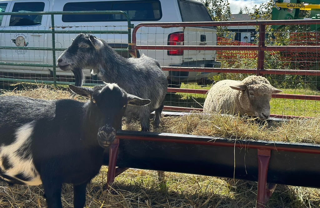 Sheep and Goat Shows - Porquis Fall Fair