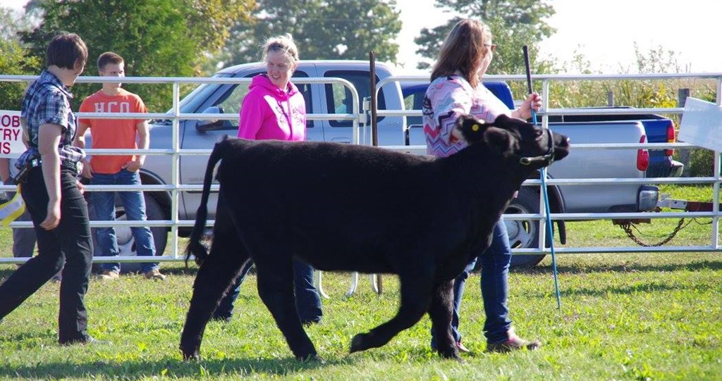 Beef Show - Ripley-Huron Fall Fair