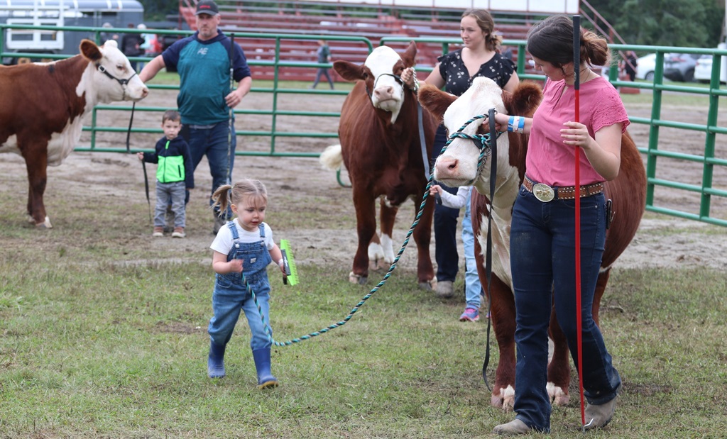 Cattle Show - Stormont County Fair