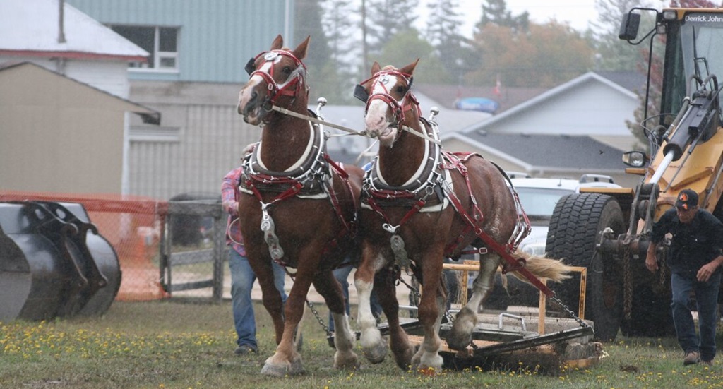 Heavy Horse Pull - Strong Fall Fair