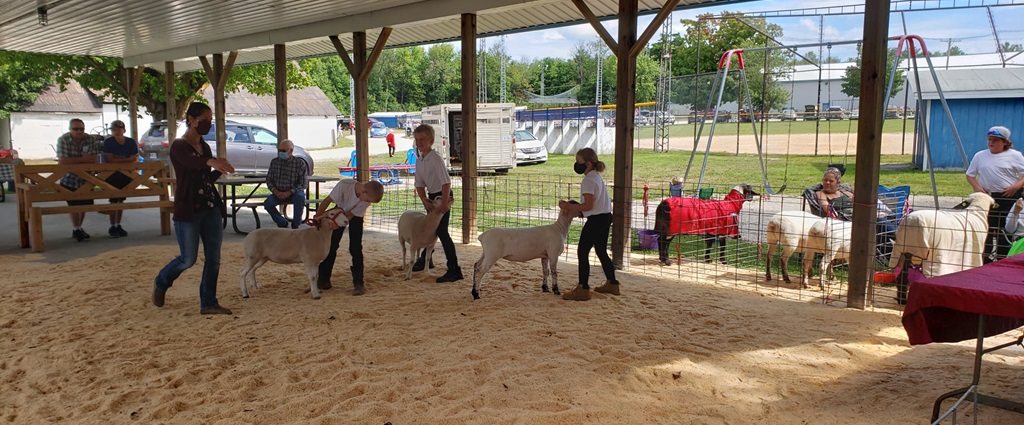 Judging - Sydenham Fall Fair