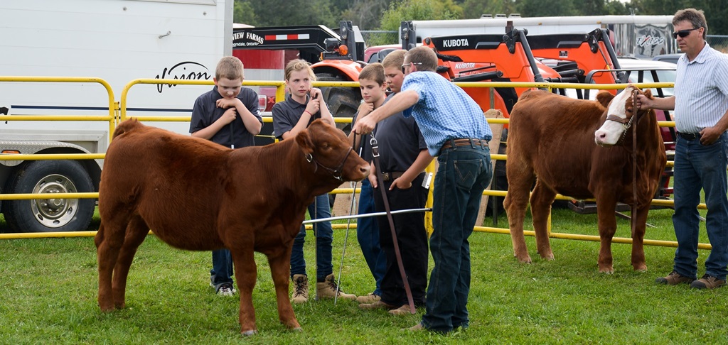 Cattle Show Judging - Thorndale Fall Fair
