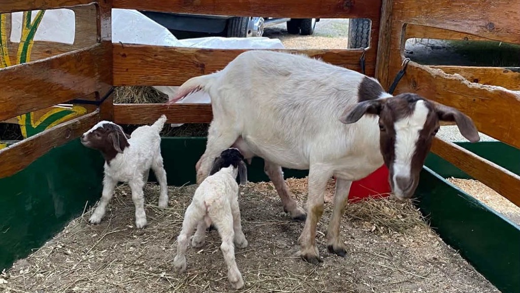 Goat Show - Timmins Fall Fair