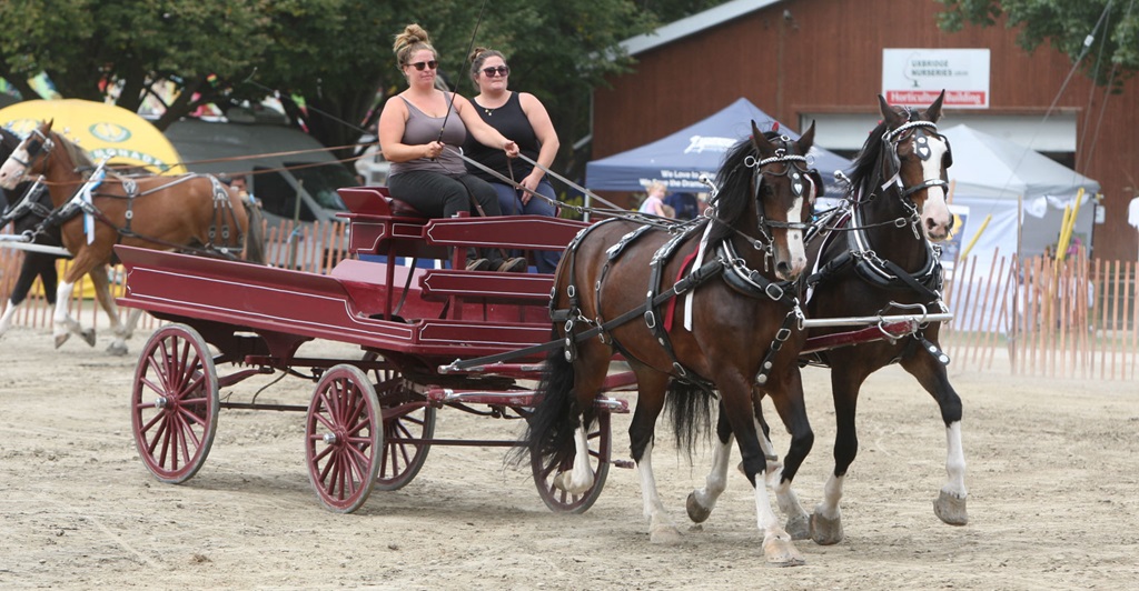 2 Horse Hitch Wagon - Uxbridge Fall Fair
