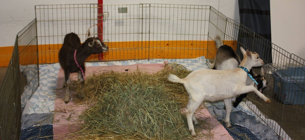 Goats - Iron Bridge Fall Fair