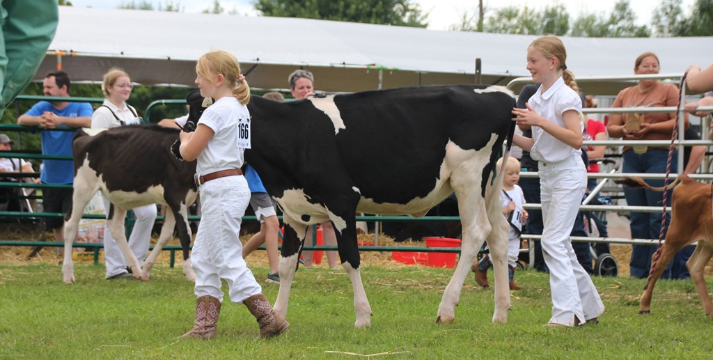 Cattle Judging - Merrickville Fair