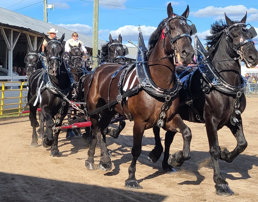 6 Horse Hitch - Metcalfe Fair