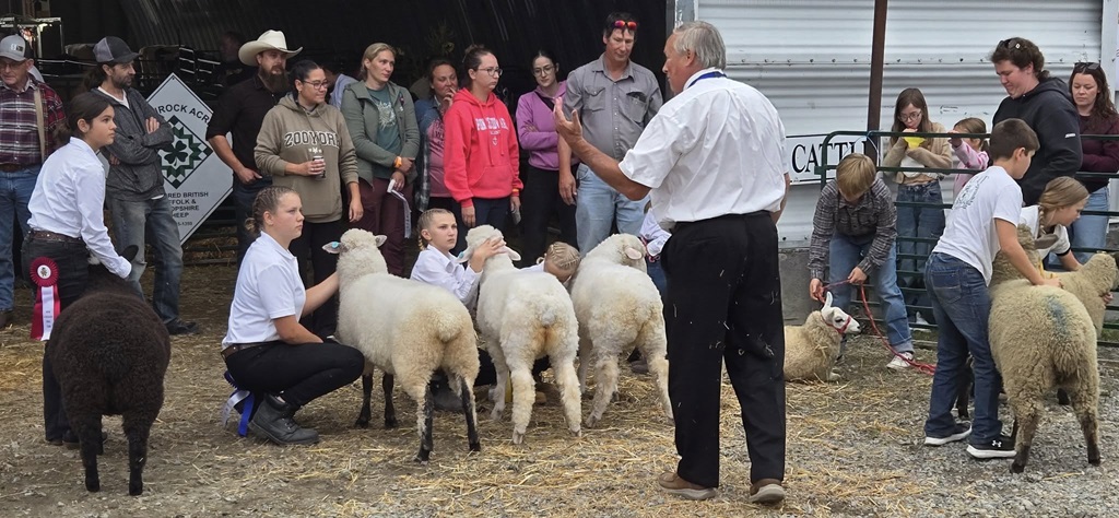 Sheep Judging - New Liskeard Fall Fair