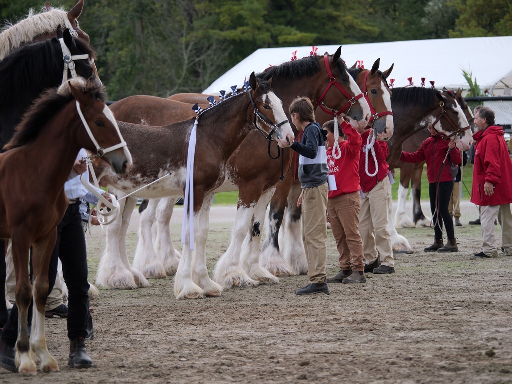 Heavy Horse Show - Paisley Fall Fair