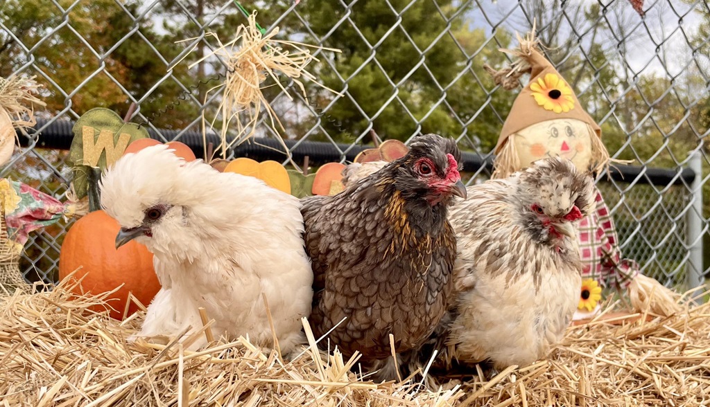Chickens - Parham Fair