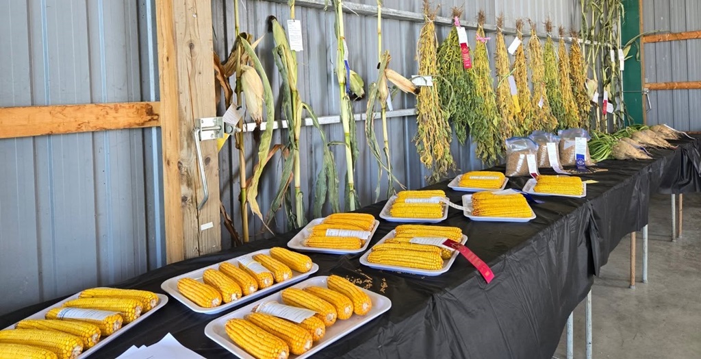 Produce Exhibit - Plympton-Wyoming Fall Fair