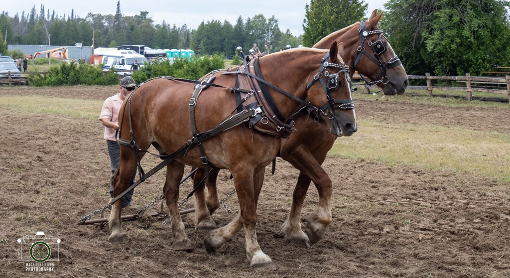Heavy Horse Team - Providence Bay Fair 