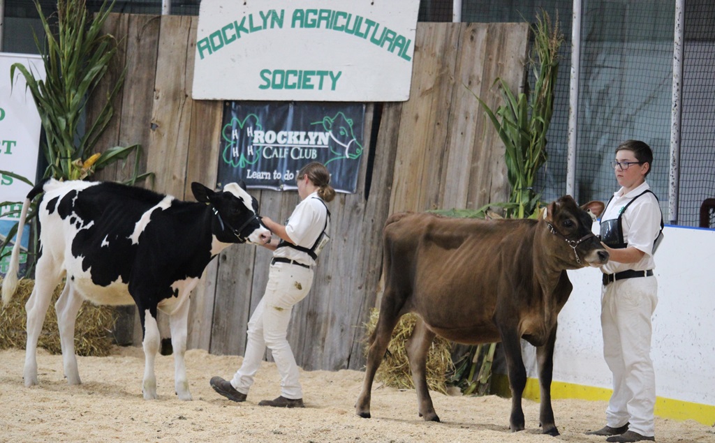 Cattle Show - Rocklyn Fall Fair