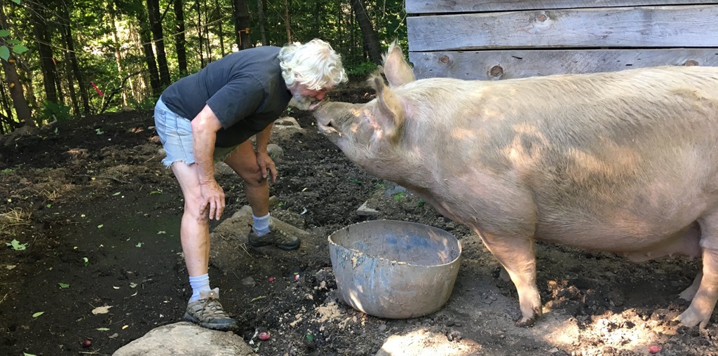 Pig Show - South River Machar Fall Fair
