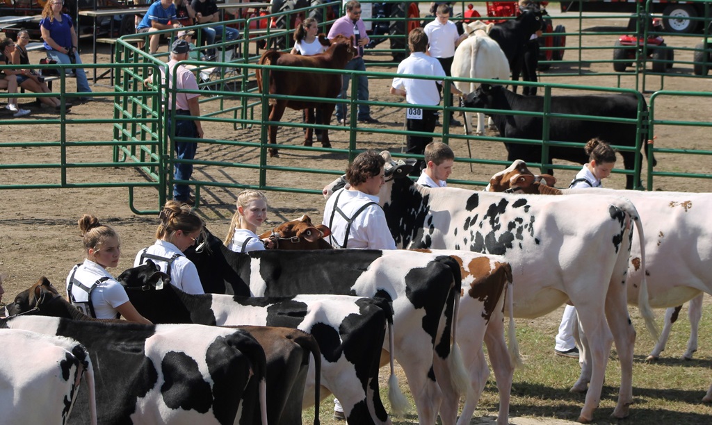 Cattle Judging - Stormont County Fair