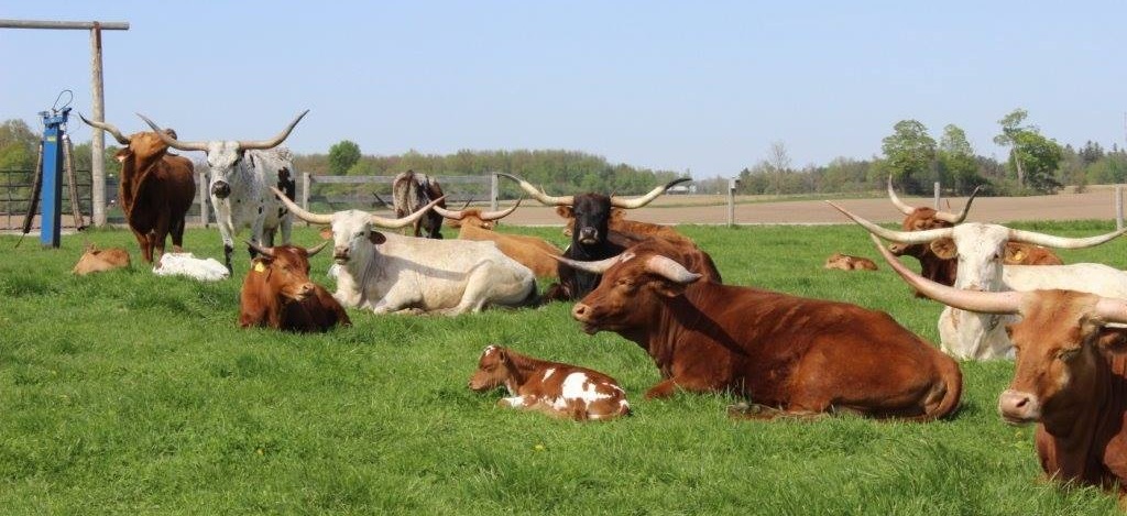 Long Horn Cattle - Stratford Fall Fair