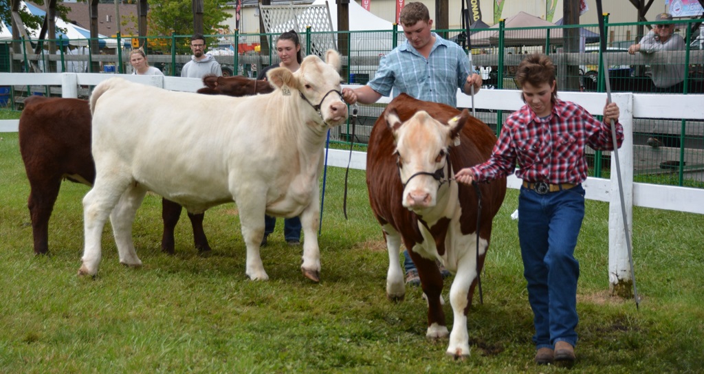 Cattle Show Judging - Sutton Fair and Horse Show
