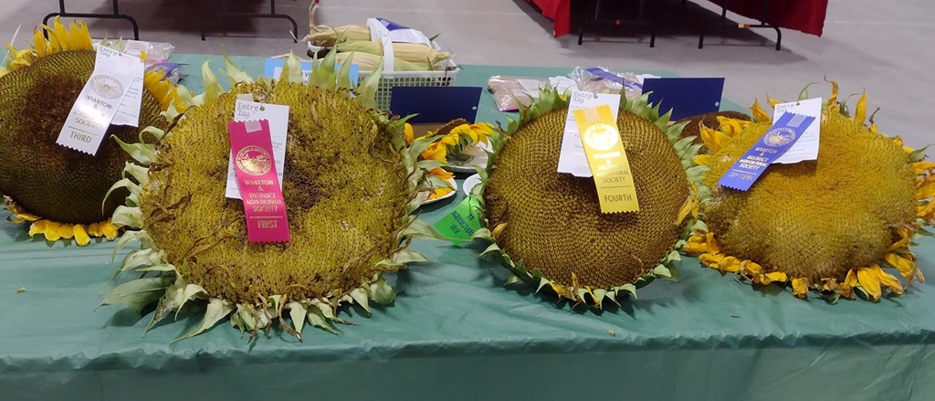 Homecrafts Display Sunflowers - Wiarton Fall Fair