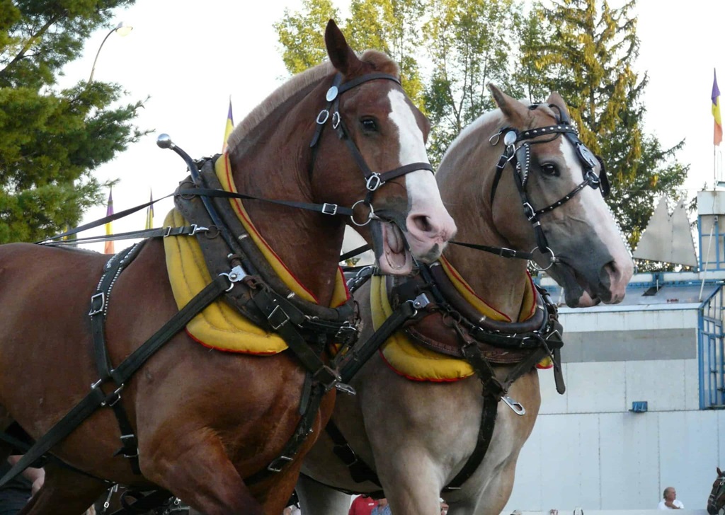 Horse Show - Williamstown Fair